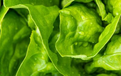 Lettuce Roll Up with Roasted Flaxseed